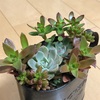 寄せ植えのお手入れ〜伸び過ぎた株をカット〜