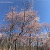 遅ればせながら道北の桜を見る