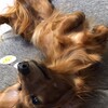 次なる犬種を‥‥