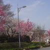 【東京の桜】皇居東御苑～北の丸公園