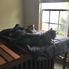 マリンバベッドを目指す猫