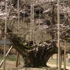 うすずみ桜と菊花石の物語