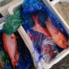金目鯛