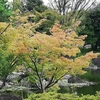 冬紅葉日差し差し込み彩分けて