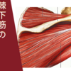 棘下筋の伸張テストと圧痛好発部位