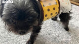 犬の尿漏れとオムツ・【真夏の昼の停電】はキツいから歯が出るよねって話