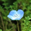 春の植え替えの報告＜つづき＞