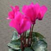 2005年12月のシクラメン