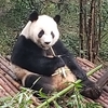 中国成都にパンダを見に行こう♪　