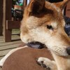 老犬ホームあん｜新人さん タロウ＾＾