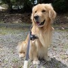 100均アイテムで大型犬のお散歩を快適に　seriaぶつかり防止クッション（ドアノブ用）