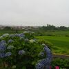 きょうの安達太良、きょうの庭（ネムの花が咲いています・・・）