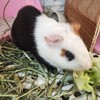 我が家のペット紹介🐹受精確認メール