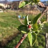 桜の後はリンゴ