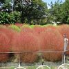 名城公園、そして名古屋城の虫