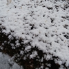 まぴこ、雪の中徒歩で帰宅する。