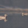 マガモとコガモ