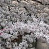 満開の桜を愛でながら