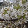 三原山周辺の花
