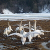 あ”ぁ～あ”ぁ～白鳥北紀行