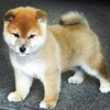 運命か必然か