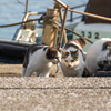 家島諸島のねこさん