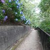 梅雨空に紫色の花