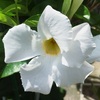 マンデビラ・ラクサ（Mandevilla laxa）の白い花