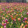 オランダ旅行！5日目-Keukenhof-チューリップが咲くキューケンホフ公園！