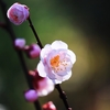 梅の花夢に語らく･･･巻第5-849～852