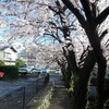 源平川の桜