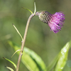 キセルアザミ　葦毛湿原の花