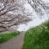 今年の桜は