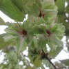 樽口峠の一本桜