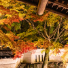 洛北の庭園ライトアップ：紅葉の京都_2024(2)