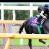 競馬無双で競馬予想！【オールカマー追い切り調教】 ゴールドアクター、朝一番の緩い馬場も力強く先着！ 「競馬レース結果ハイライト」2016年≪競馬場の達人,競馬予想≫JRA-VAN対応競馬ソフト