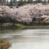 中丸池公園の桜・・