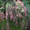 萩の花