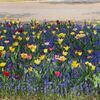花たちが咲き乱れています　昭和記念公園　立川　東京