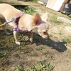 老犬ホームあん｜新人さん さくら^^