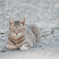 池袋ネコ歩きminiなカメラ散歩。【南池袋〜雑司ヶ谷】