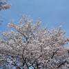 １万本もみじが楽しめる もみじ湖 箕輪ダム 紅葉 ２０２２年 見ごろ？