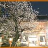 京の花見散歩 祇園白川の夜桜2022