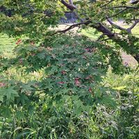 モミジの赤い花です⭐