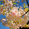 桜さくら（散歩写真）