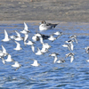 海辺の鳥（その２）ハマシギなど