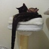 しっぽ