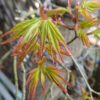 我が家の花シクラメンと、歌：「シクラメンのかほり」（布施明さん）