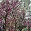 <span itemprop="headline">名城公園梅祭り♪</span>