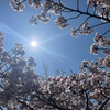 桜の季節が美しい京都のお花見